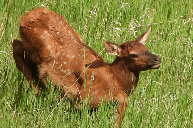 Спасение лосят: специалисты готовят осиротевших животных к дикой природе
