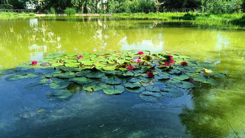 В Самаре почистили озеро в сквере "Родничок Надежды"