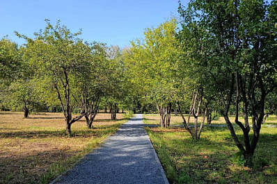 Замеченная в городе необычная белая лисица оказалась домашней