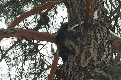 На турбазе под Тольятти нашли одинокого енота