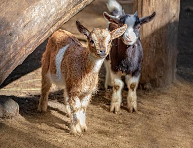Фото дня: в Новосибирске выложили фото новорождённых лосят и козлят
