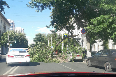 В центре Самары на припаркованный автомобиль рухнуло дерево