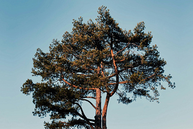 Стало известно, чем грозит самовольная вырубка деревьев на даче