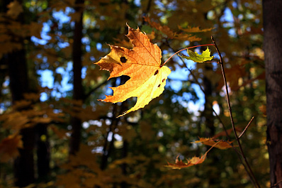 Теплый воздух Атлантики принесет в Самару бабье лето