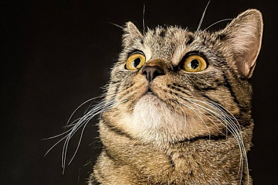 Ветеринар Зеленова посоветовала отказаться от новогодней мишуры, если в доме питомец