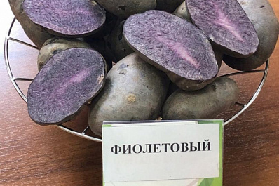 В Самарской области презентовали фиолетовый картофель