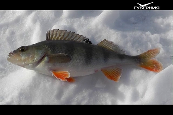 Рыбалка на Татьянке. Рыбацкое счастье от 26.12.2017