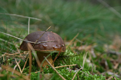 Специалисты назвали десять лучших направлений для сбора грибов