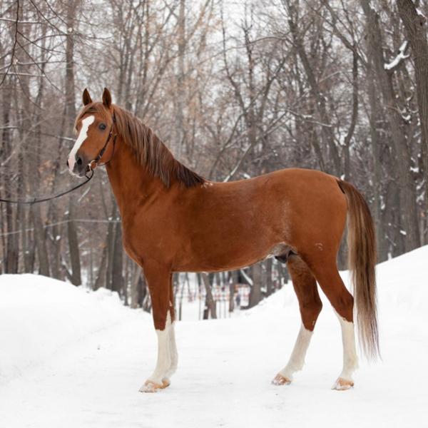 Лошади хитрят, как дети: девушка из Самары рассказала, почему решила стать конным фотографом