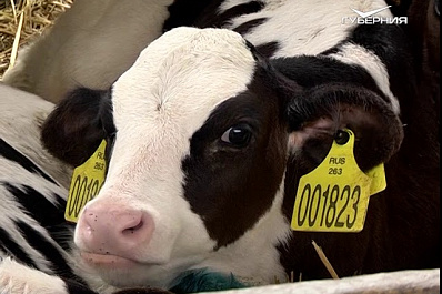 Экспорт сельхозпродукции в Самарской области должен вырасти вдвое за 6 лет