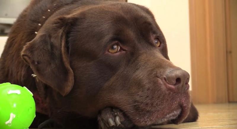 Мариупольский Хатико: семья из Тольятти заберёт собаку с трагичной судьбой