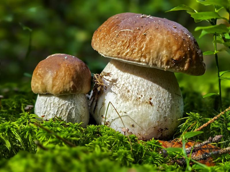 Осенние рецепты: как готовить и мариновать белый гриб