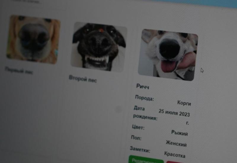 Самарцы разработали приложение для создания цифрового паспорта собак