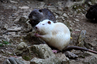 Специалисты Жигулевского заповедника оценили состояние местных обитателей