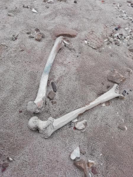 Житель Тольятти обнаружил на пляже человеческие кости