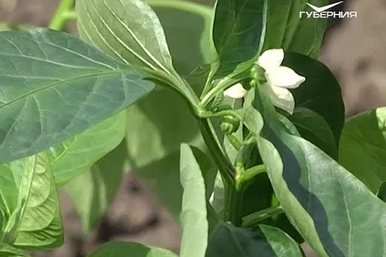 Высадка сладкого перца и травяной "коктейль" для огурцов. Удачные заметки от 29.05.2018