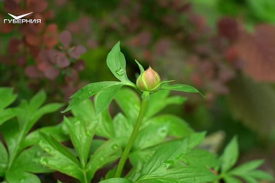 Создаем композицию из виол и подкармливаем пионы. Дачные сезоны