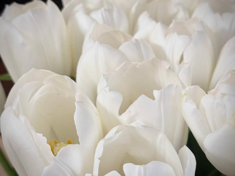 Международный женский день: какие праздники отмечают 8 Марта