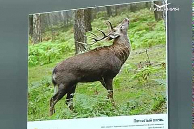 В Самаре открылась фотовыставка, посвящённая российским заповедникам и национальным паркам