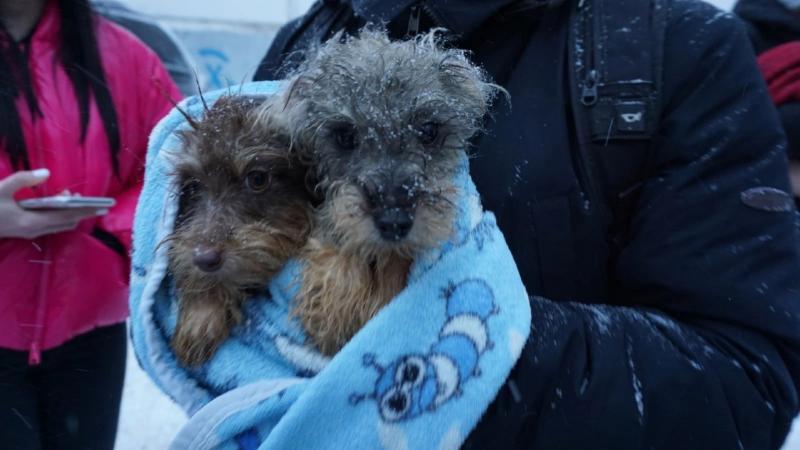 Волонтёры вывезли из квартиры жительницы Тольятти около 120 собак