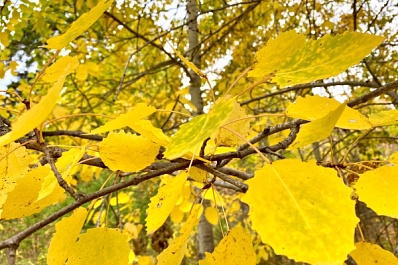 Без осадков, но прохладнее: в Самарской области меняется погода