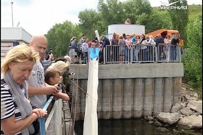 В Волге станет больше стерляди