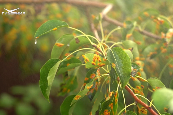 Обрабатываем груши от болезней и вредителей. Дачные сезоны