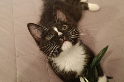 Кондиционер и замороженные паштеты: как помочь питомцу во время жары