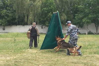 Инспекторы-кинологи с немецкими овчарками Одисом, Емайкой и Европой стали победителями областных соревнований