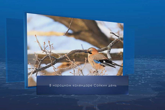 Сойкин день. Календарь губернии от 11 декабря