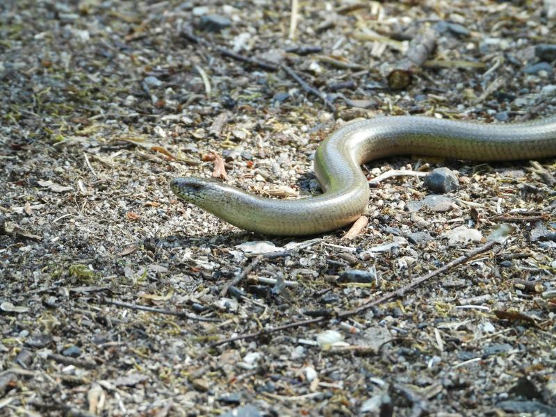 На Урале выросло число отравлений от змеиных укусов