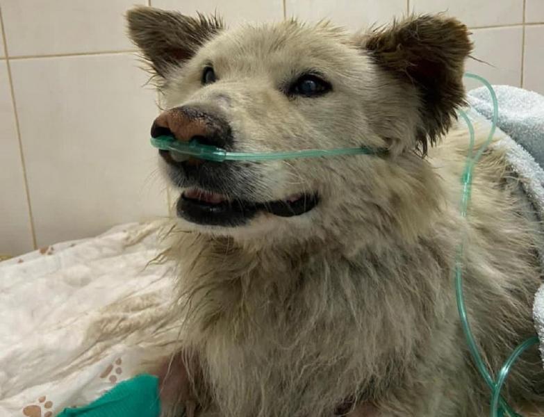 В Новосибирске спасают собаку, обгоревшую при взрыве на АГЗС