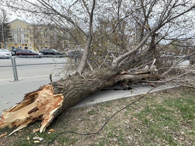 Жителю Самарской области выплатили компенсацию за упавшее на машину дерево