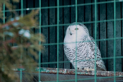 На днях в России отметили День орнитолога