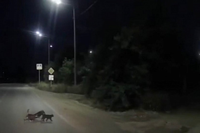 В Самарской области кошки помогали собаке-инвалиду перейти дорогу