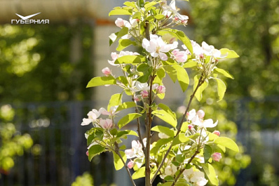 В поселке Мехзавод высадили яблони в память о героях Великой Отечественной войны