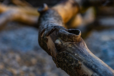 В Самаре упало дерево на автомобиль