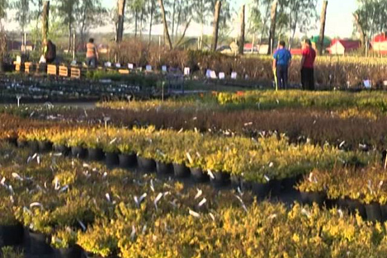 Дачные советы 15.05.2014