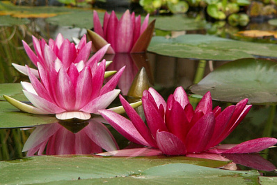 Тольяттинцев попросили позаботиться об исчезающих растениях