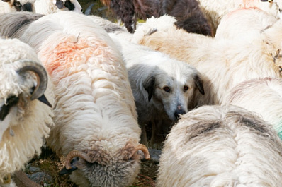 Кинолог рассказал, как собаки осваивают человеческие профессии