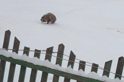 В Новосибирской области был замечен диковинный зверь