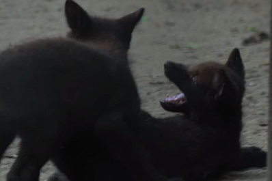 Новосибирский зоопарк показал развлечения канадских волчат