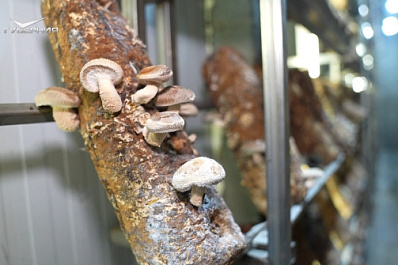 В Самарской области круглый год выращивают экзотические виды грибов