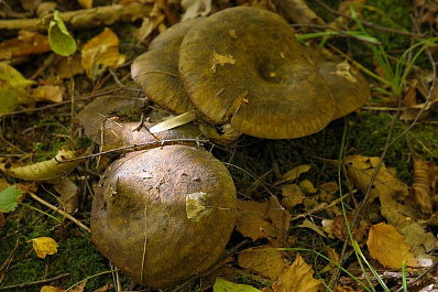 С начала года в Самарской области 23 человека отравились условно-съедобными грибами