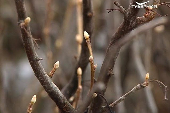 Готовим деревья и кустарники к зиме. Удачные заметки от 20.11.2018