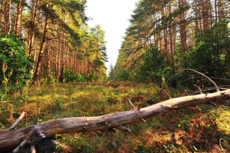 В Самарской области завершилась уборка 244 гектаров Волжского лесничества