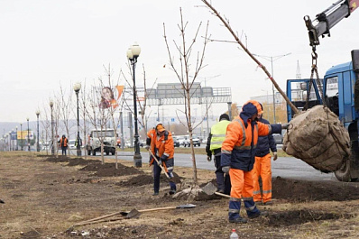 Более 100 каштанов высадили вдоль Московского шоссе и улицы Ново-Садовой в рамках осеннего озеленения