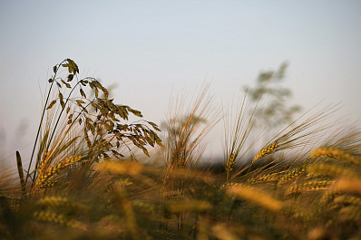 В Самарской области объявили желтый уровень опасности из-за усиления ветра на 1 апреля