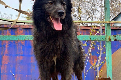 Губернатор Дмитрий Азаров призвал решить проблему стационара для животных