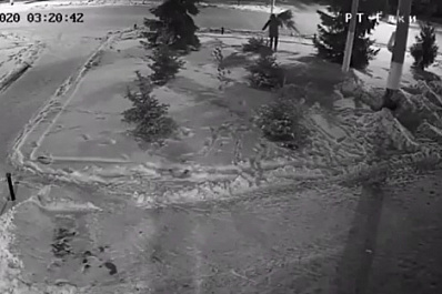 В Похвистневе поймали дерзкого похитителя елки